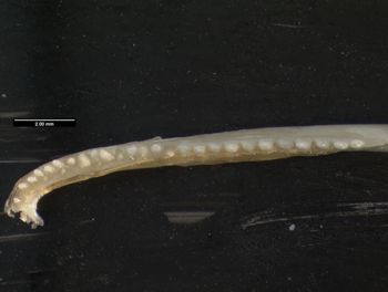Media type: image;   Herpetology R-131690